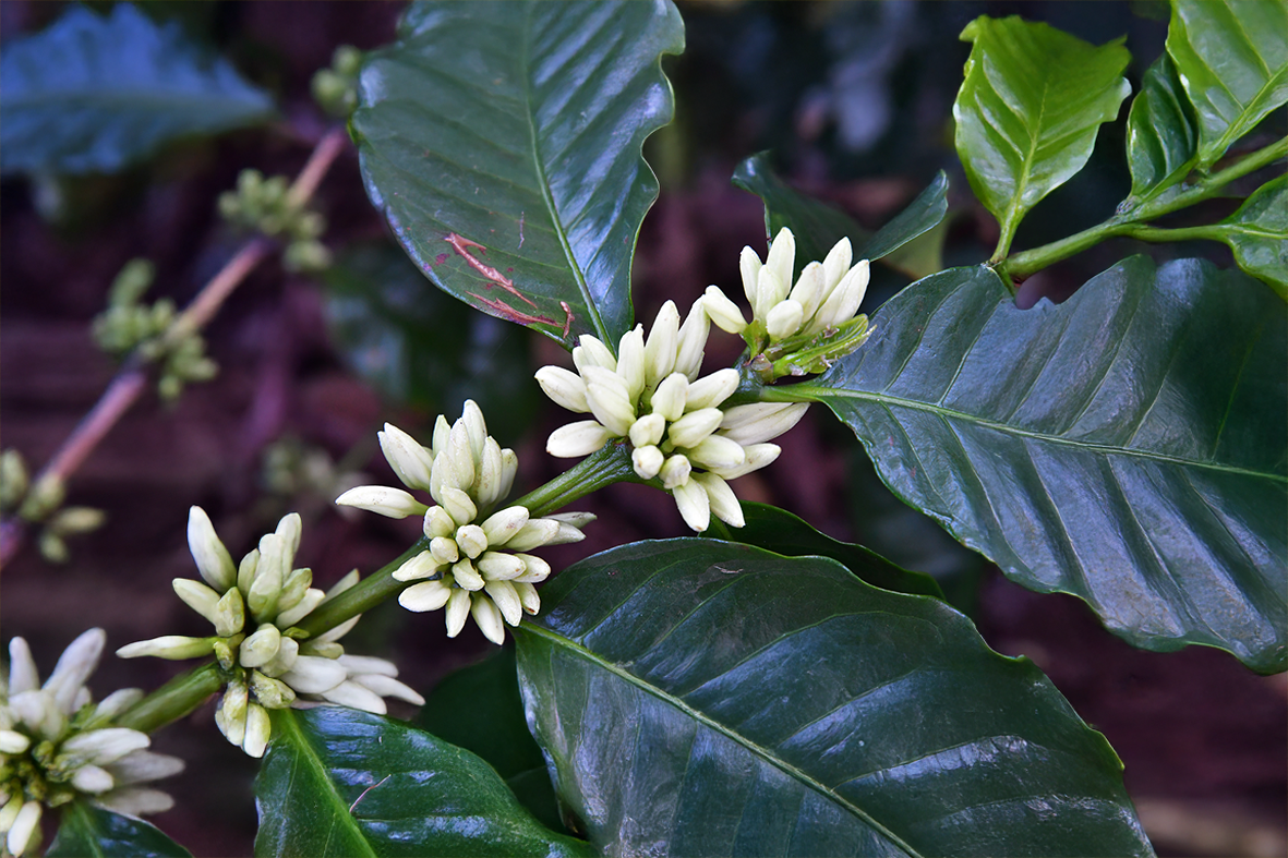 Plant, Bloem, Blad, Acanthaceae