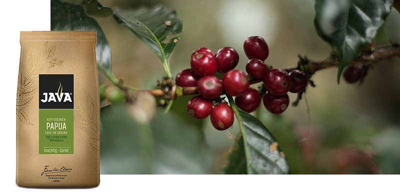 Voedsel, Vruchten, Plant, Produceren, Kers