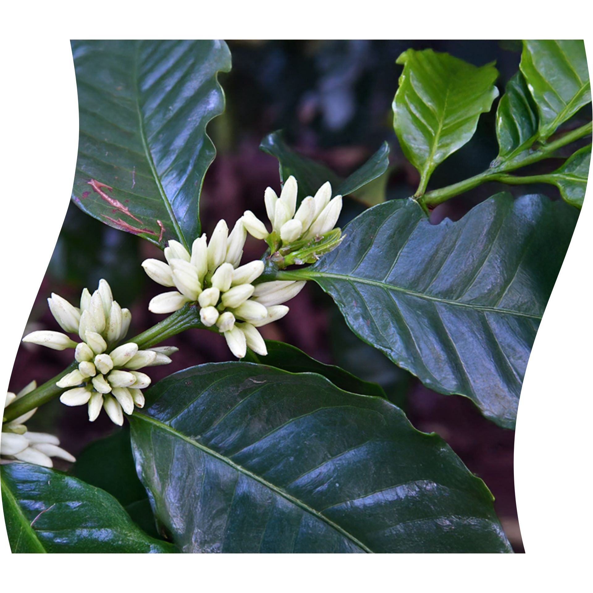 Witte koffiebloesem met groen blad van de koffieplant