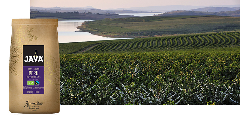 Fles, Kruiden, Plant, Natuur, Buitenshuis