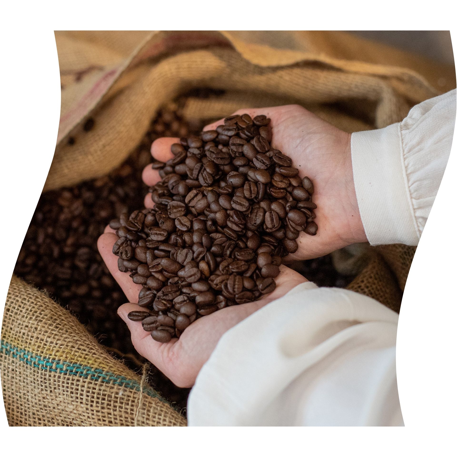 Gebrande koffiebonen in de kom van twee handen