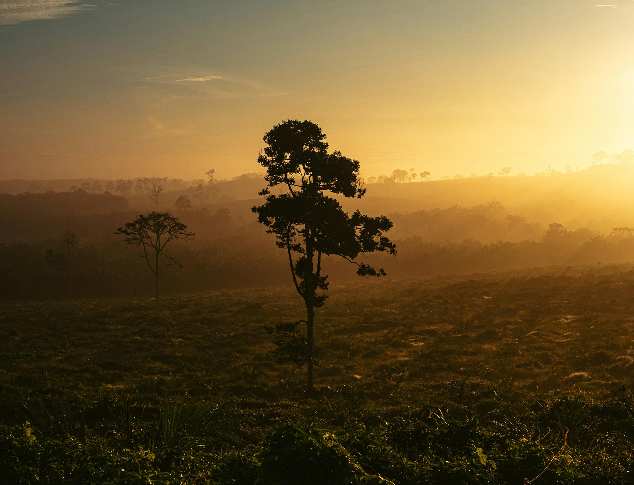 zonsondergang, boslandschap, boom, open veld, mistige horizon