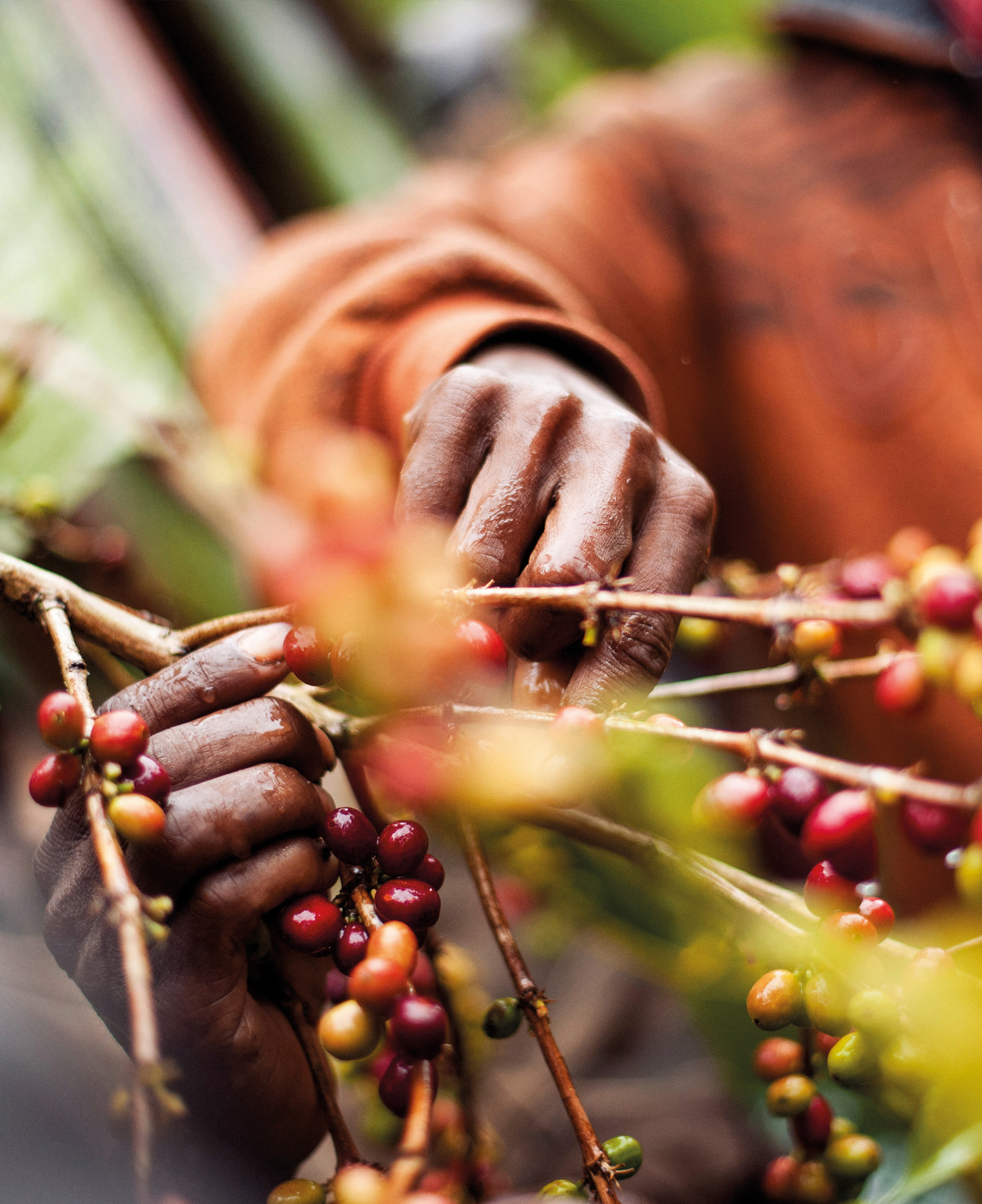 hand, coffee, fruit, berries, branch, …