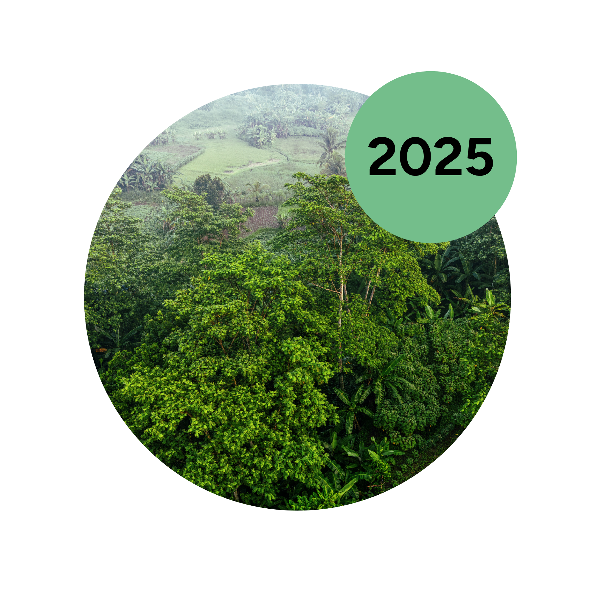 jungle, bomen, groen, tropisch landschap, boomtoppen
