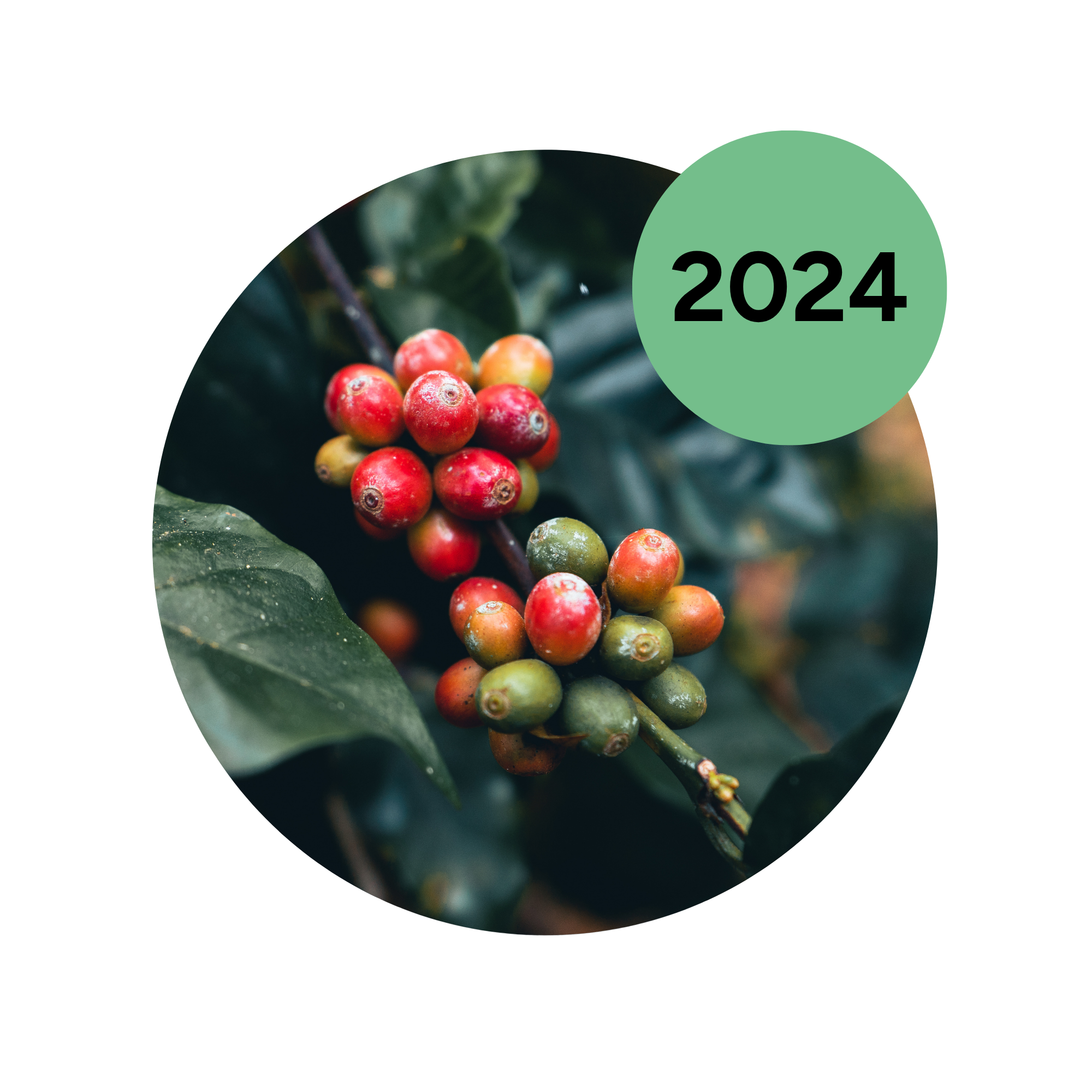 koffiebonen, koffieplant, vruchtknop, bessen, 2024