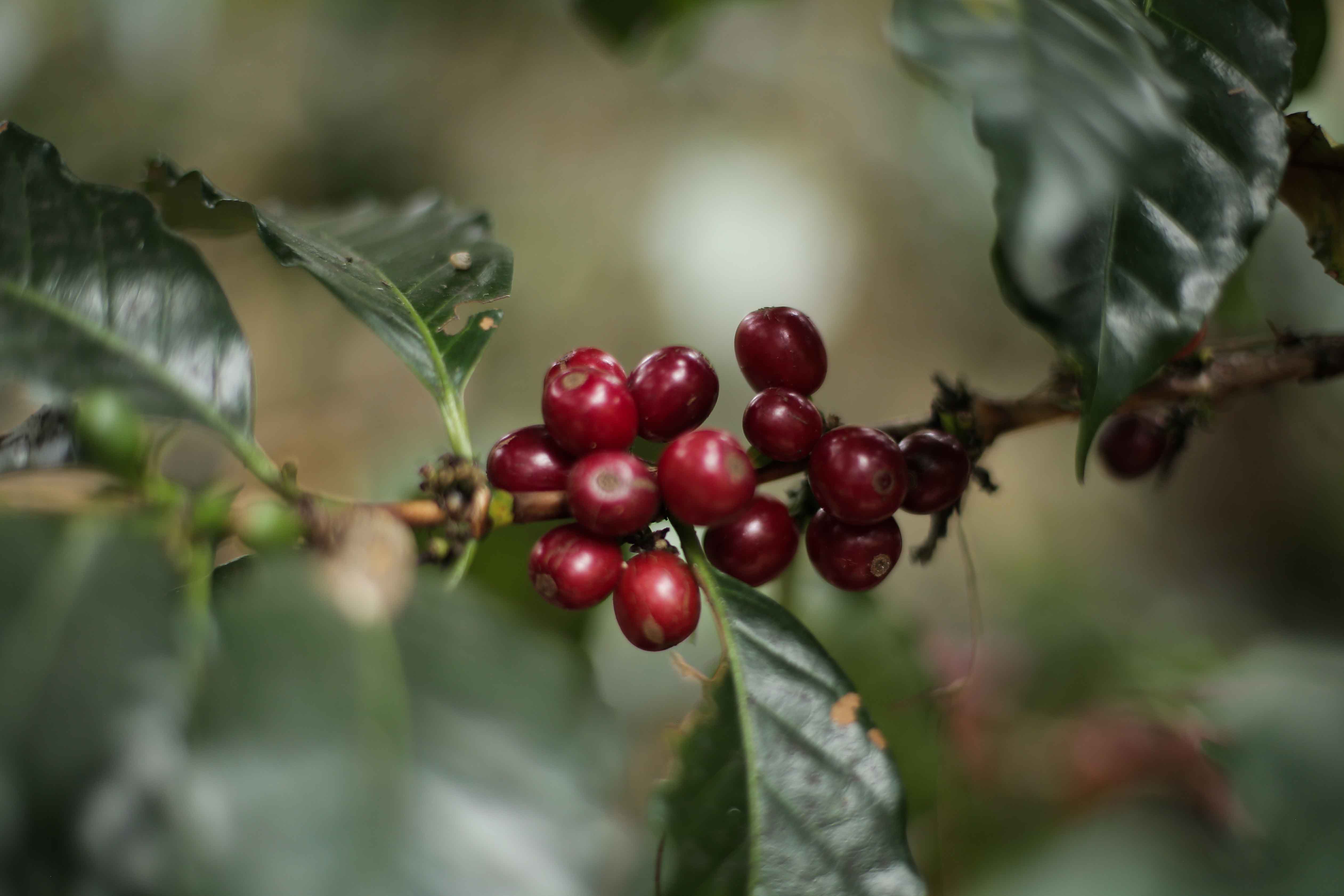 Voedsel, Vruchten, Plant, Produceren, Kers