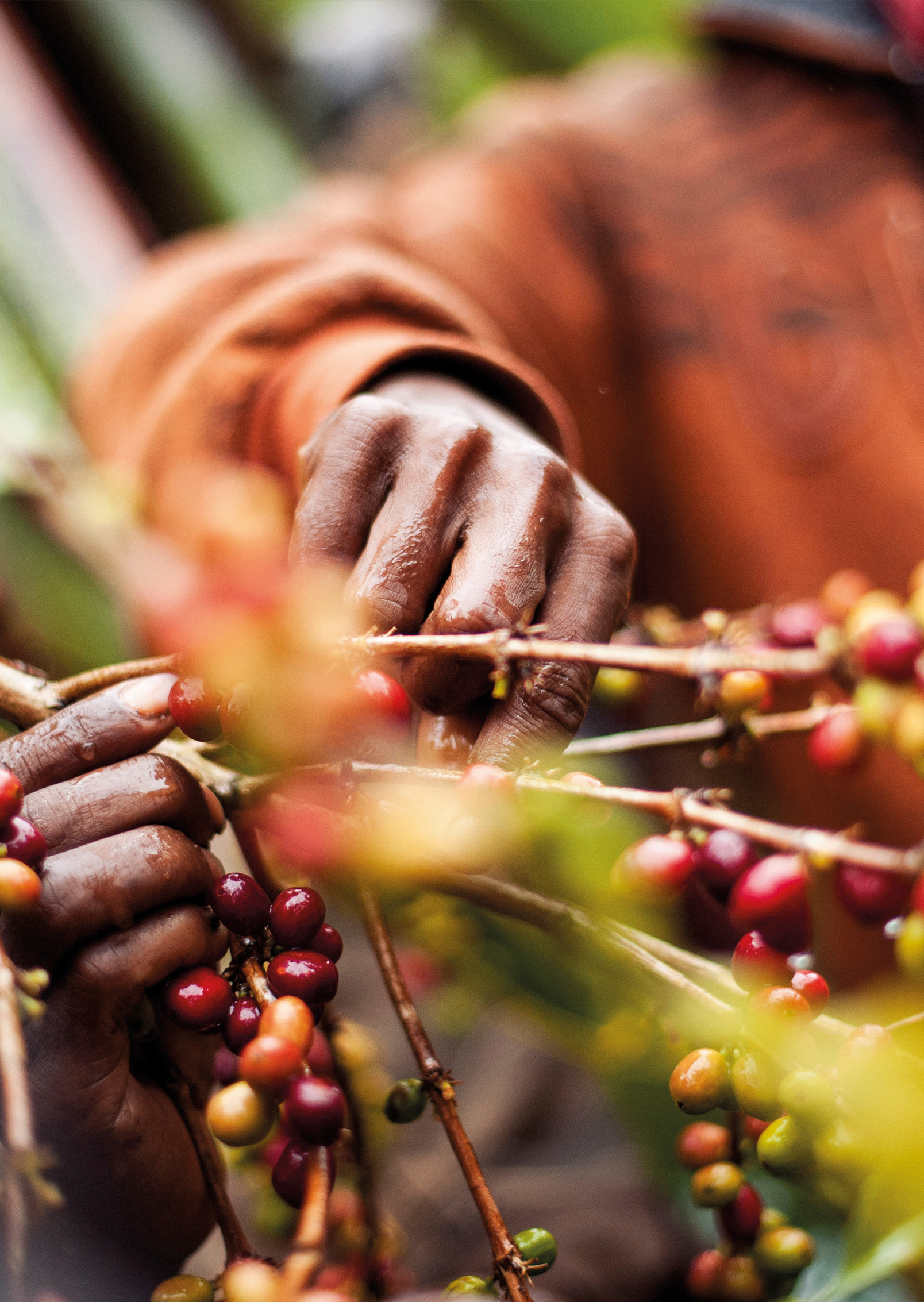 hands, coffee, beans, branch, grapes