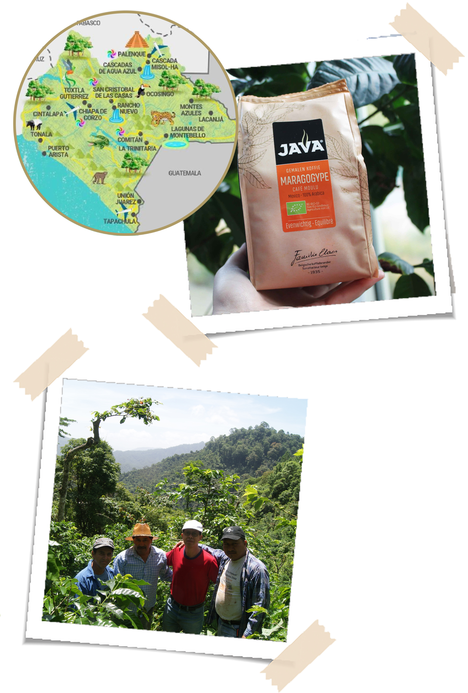 Vegetatie, Regenwoud, Kruiden, Man, Persoon