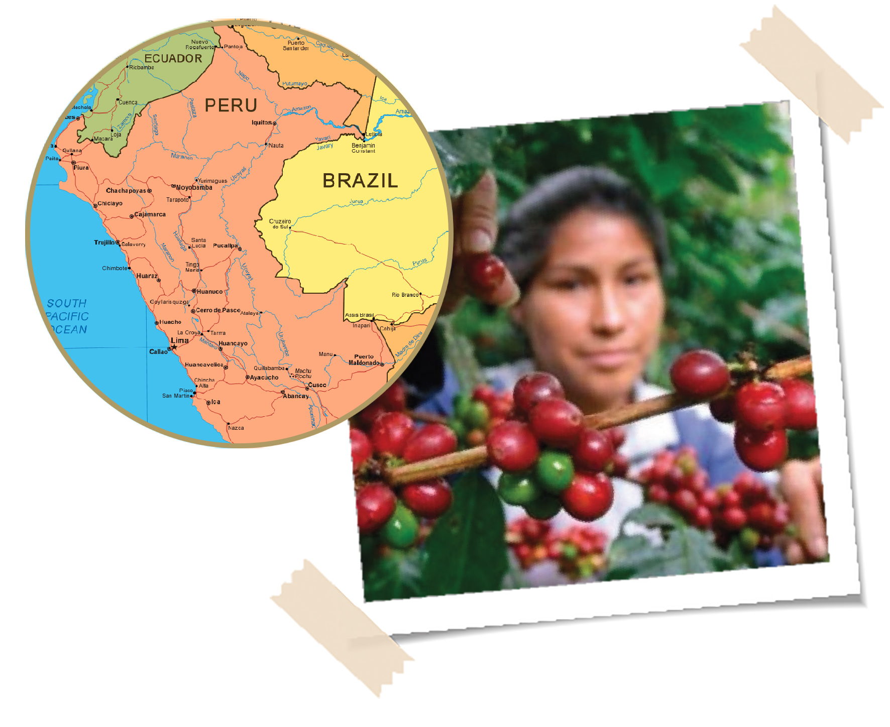 Bol, Kunst, Collage, Vruchten, Produceren