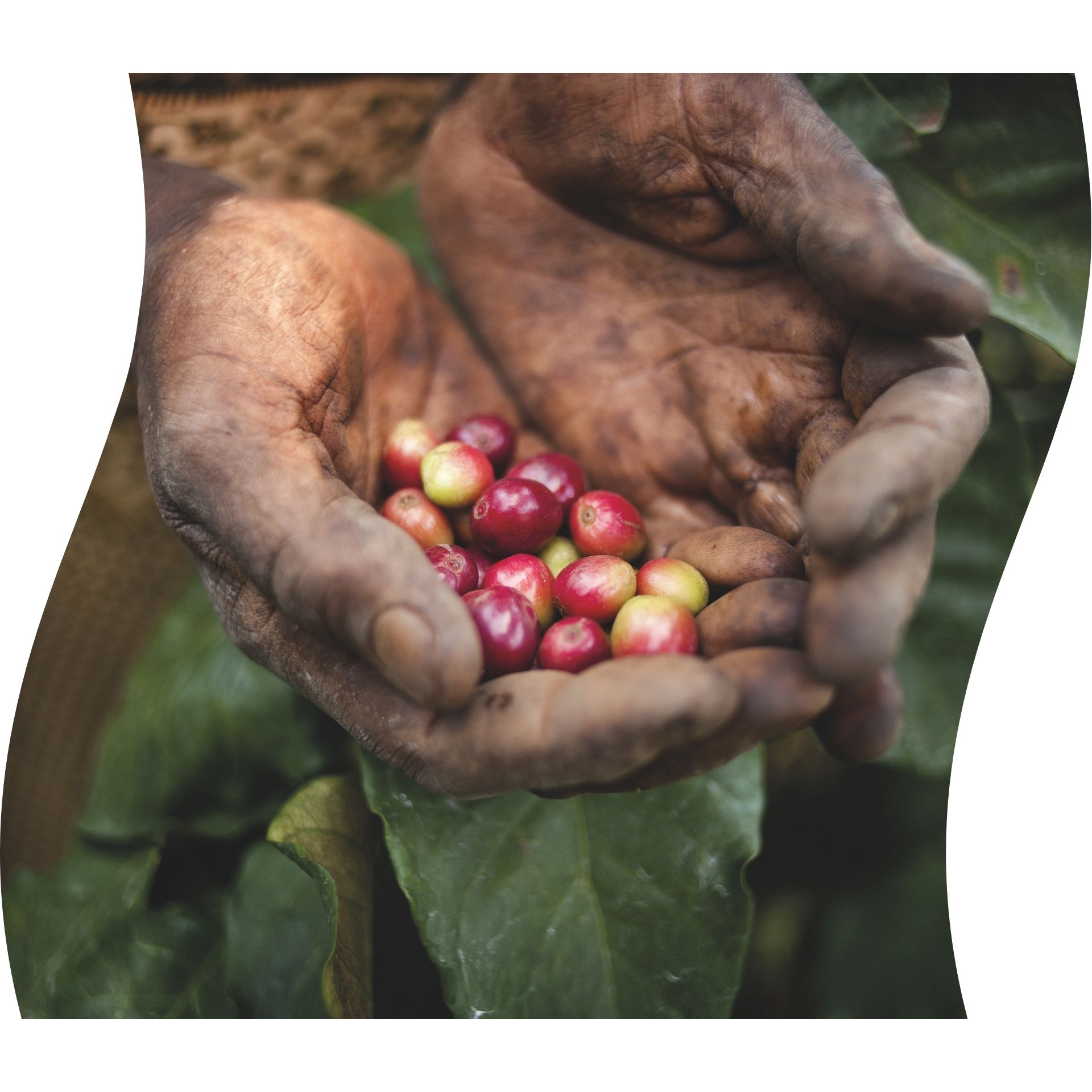Rijpe koffiebessen in hand