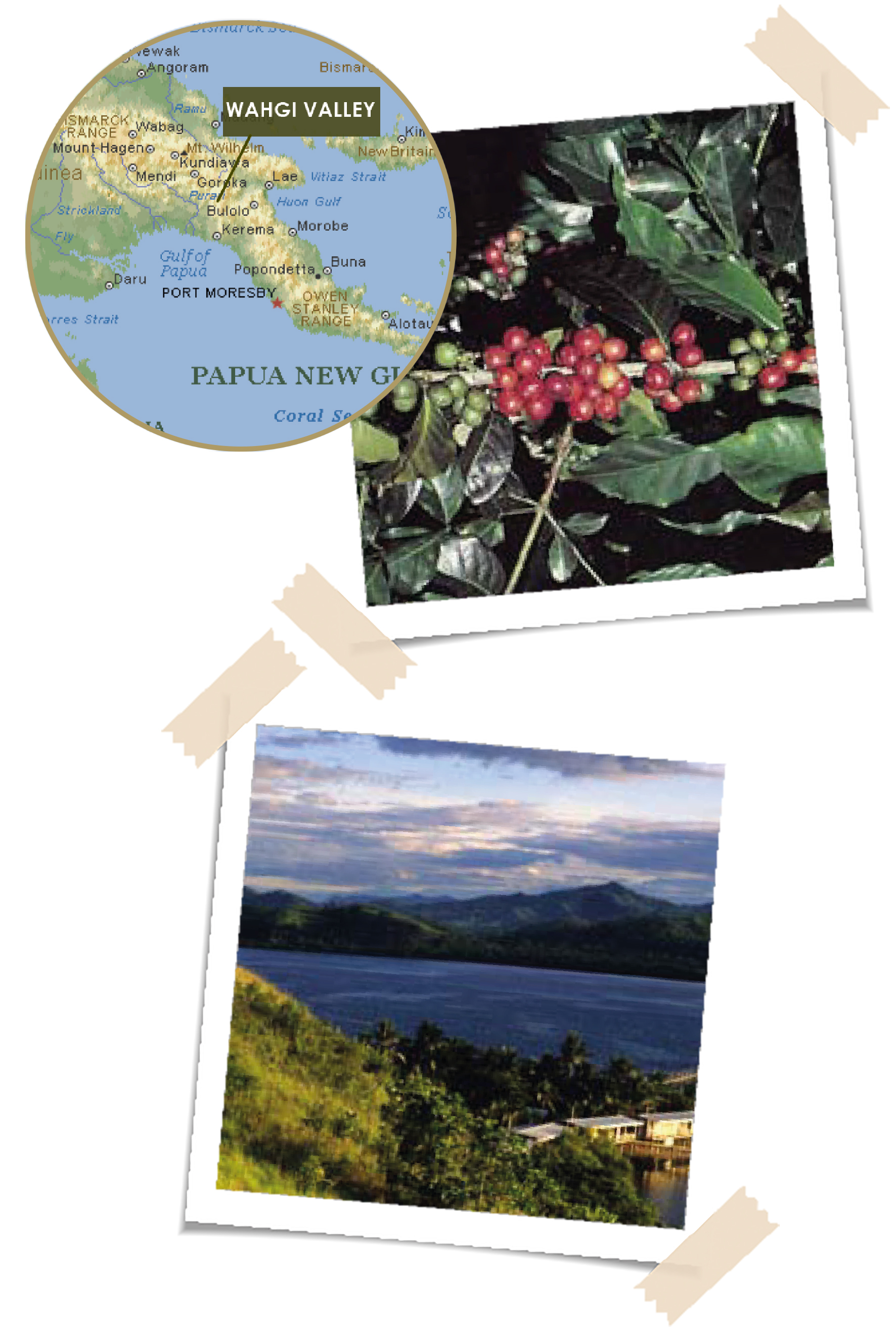 Plant, Vegetatie, Boom