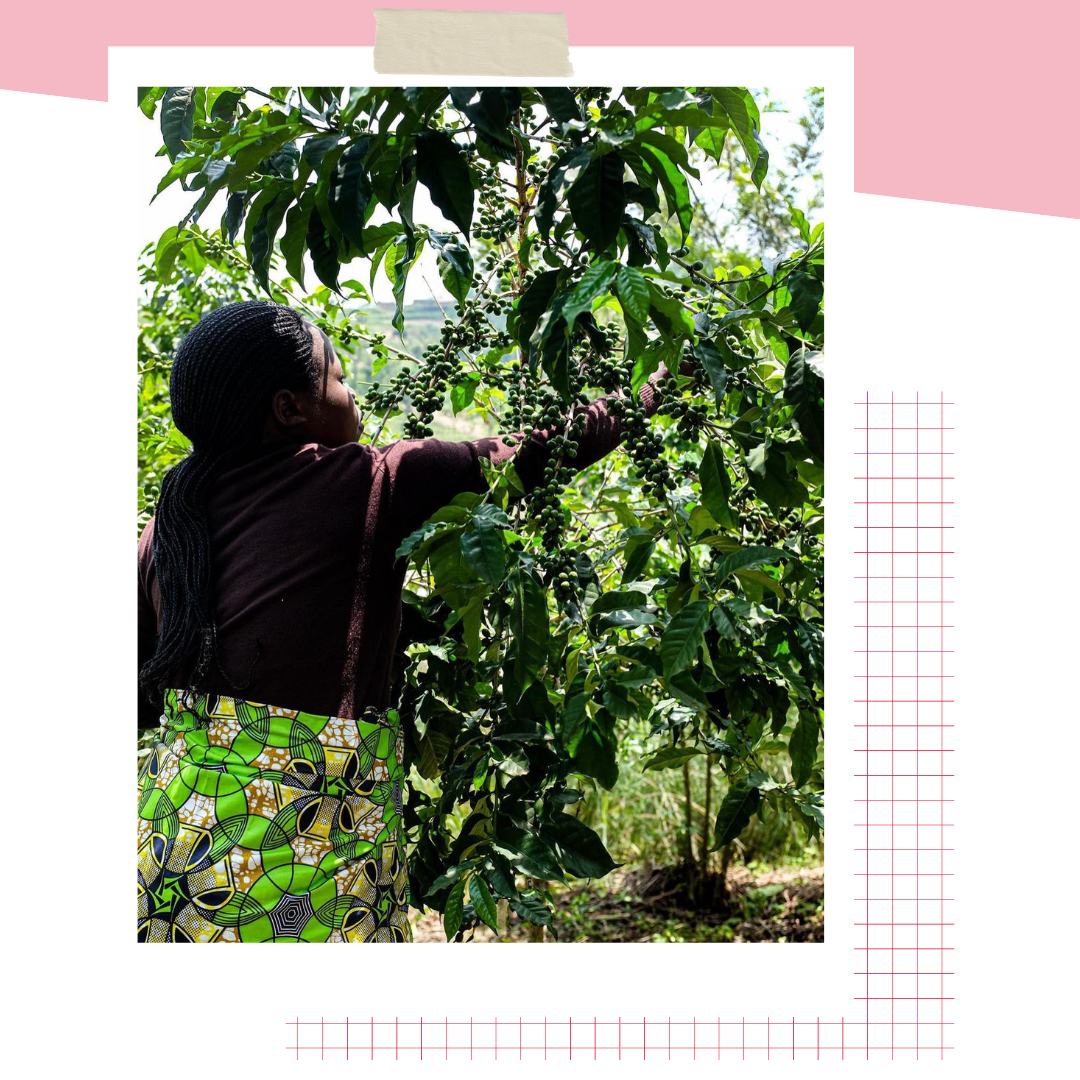 Vegetatie, Tuin, Buitenshuis, Kruiden, Blad