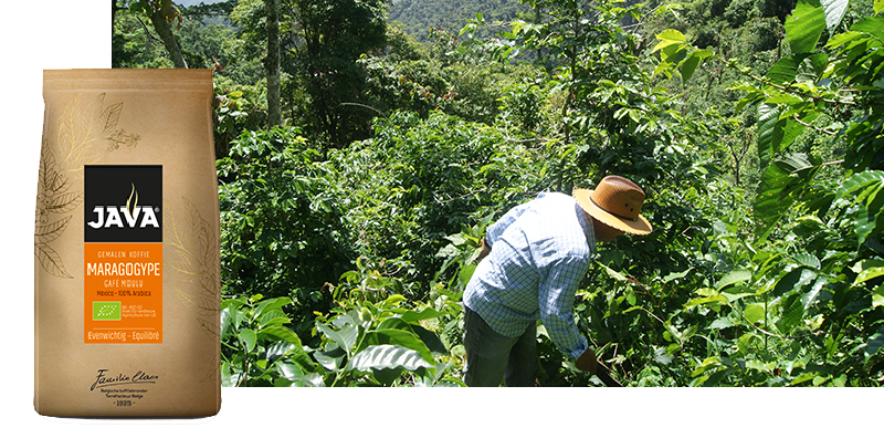 Tuin, Natuur, Buitenshuis, Tuinieren, Persoon